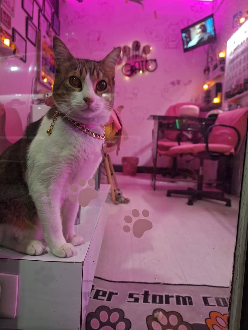 Interior del salón Manita de Gato